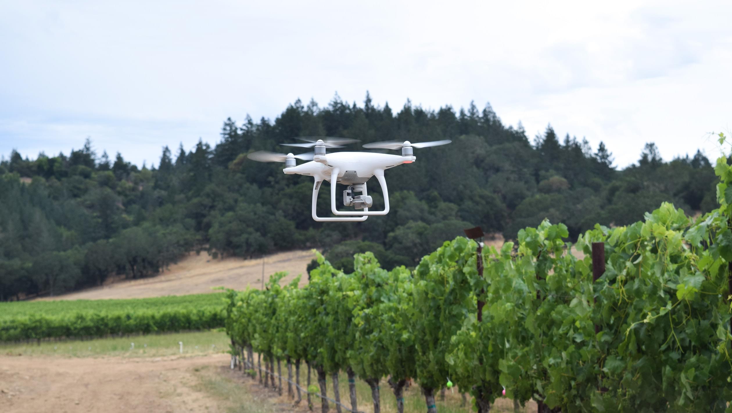Drone Scanning Vineyard