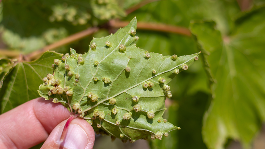 Phylloxera