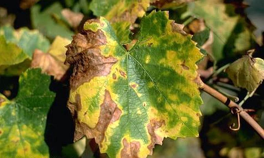 Pierce's Disease