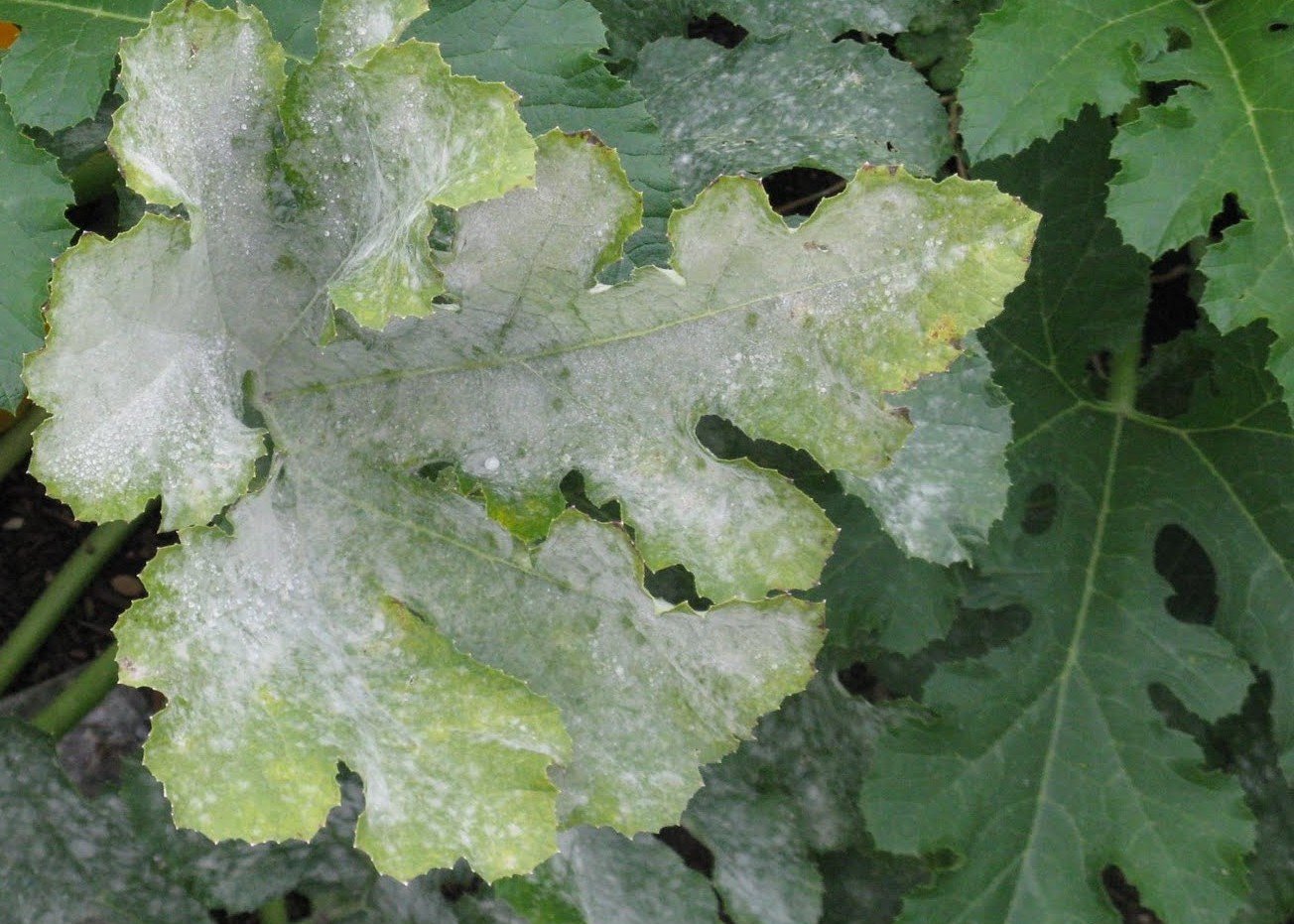 Powdery Mildew