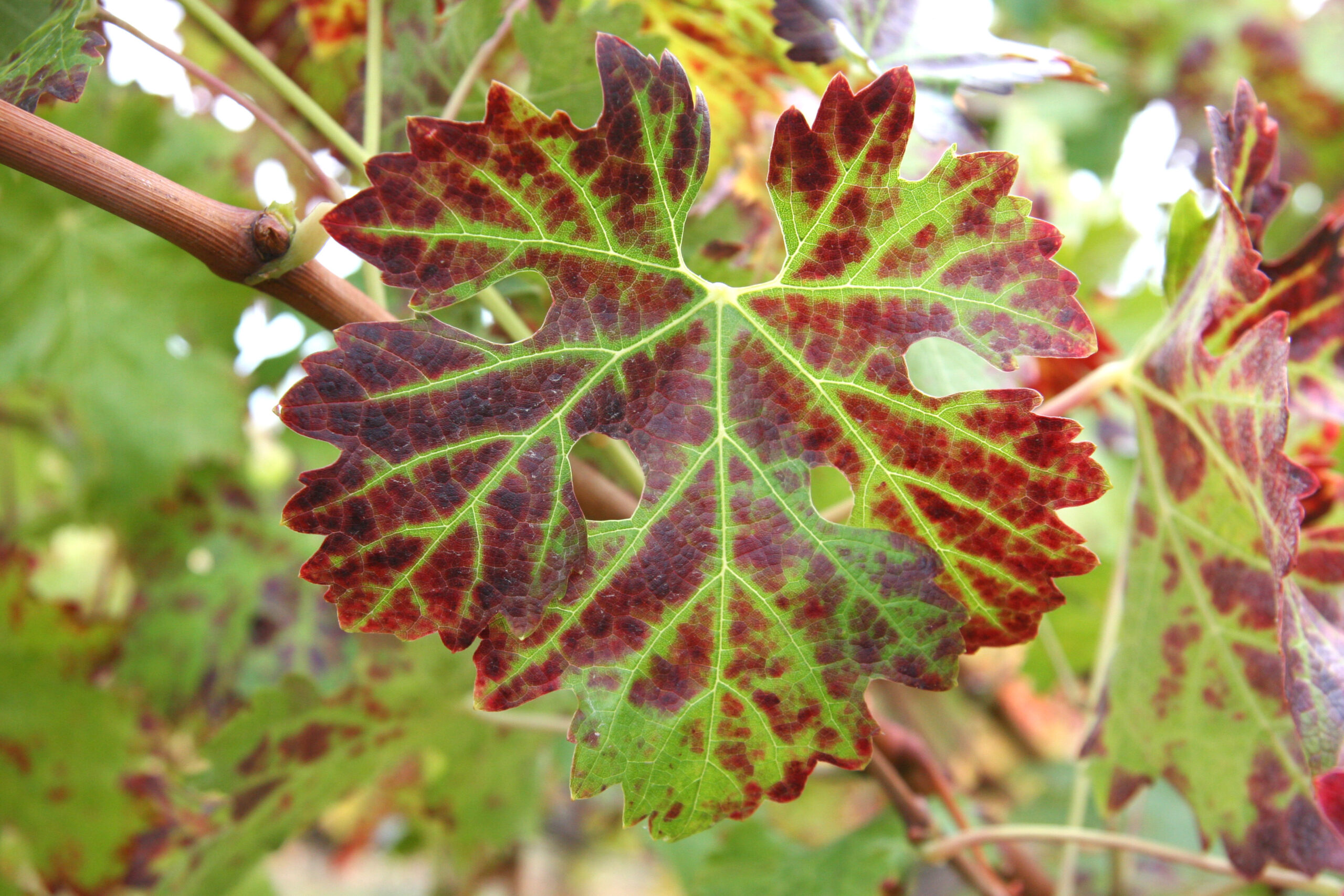 Red Blotch Disease in Vineyard