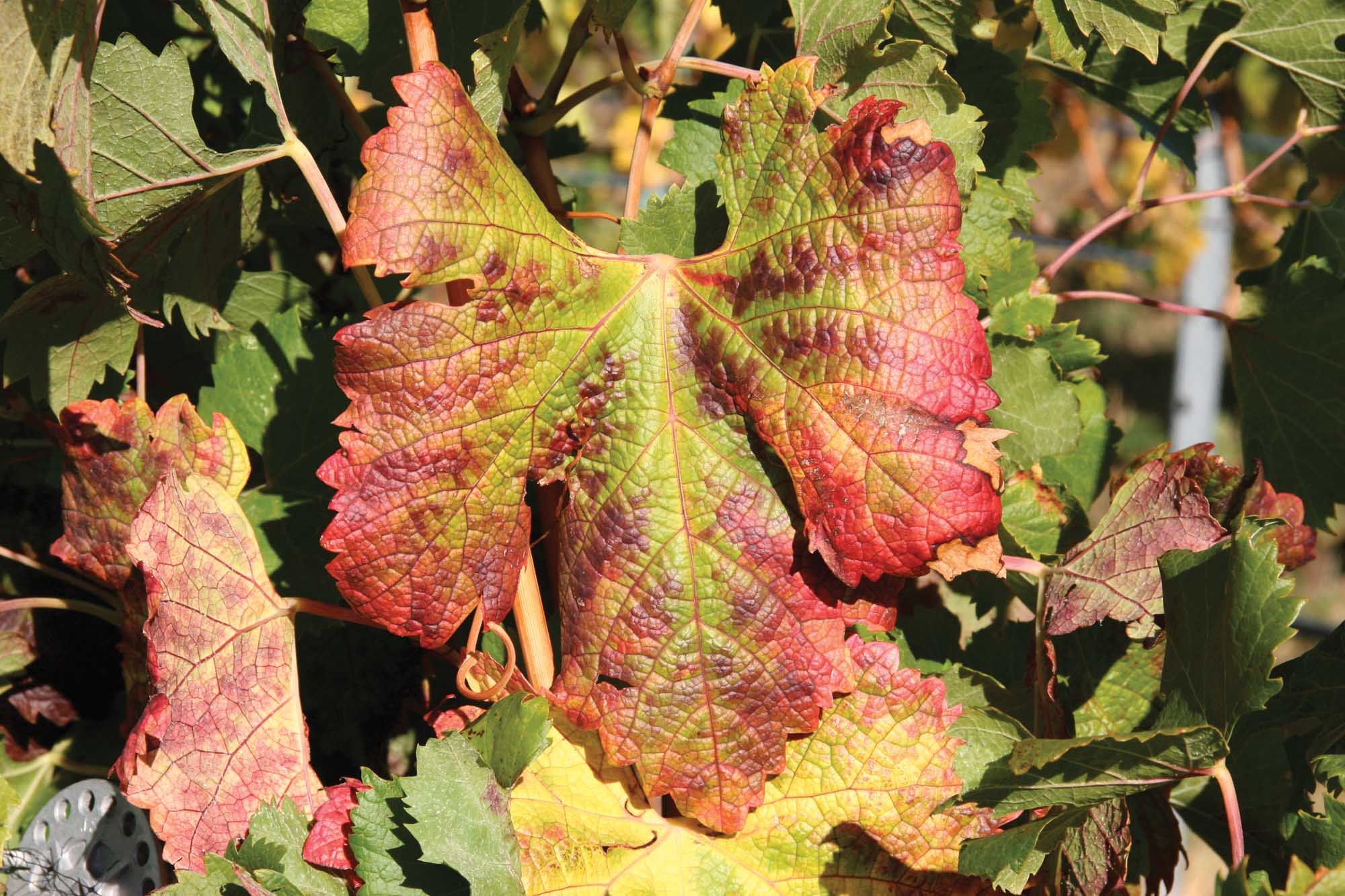 Red Blotch Disease